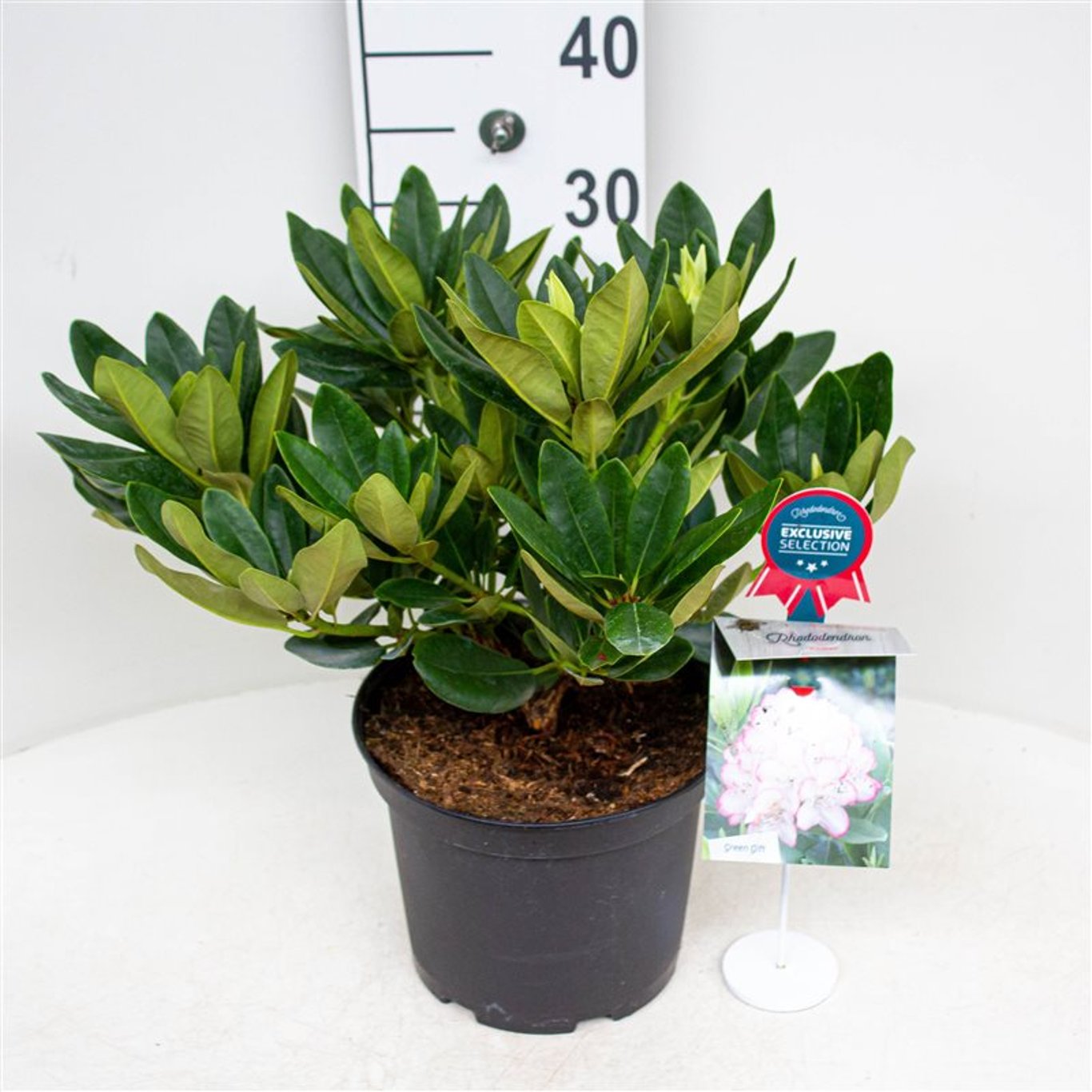Rhododendron – Rhododendron 'Picotee' - C5 30-40 CM